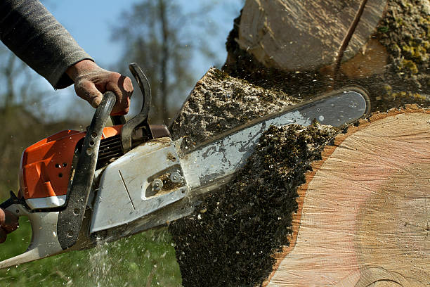 Best Tree Pruning Services  in Fairfield Bay, AR